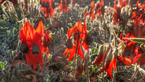 Sturt's Desert Pea